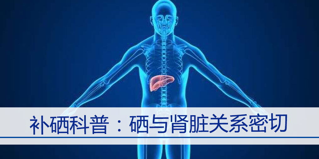 補硒科普:硒元素與腎臟關(guān)系密切