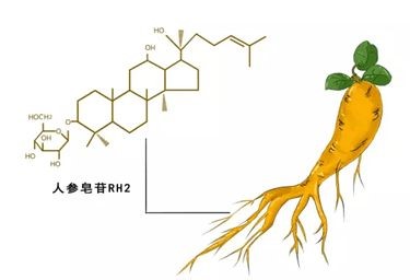 科普：人參皂苷Rh2的效果是看含量還是濃度？