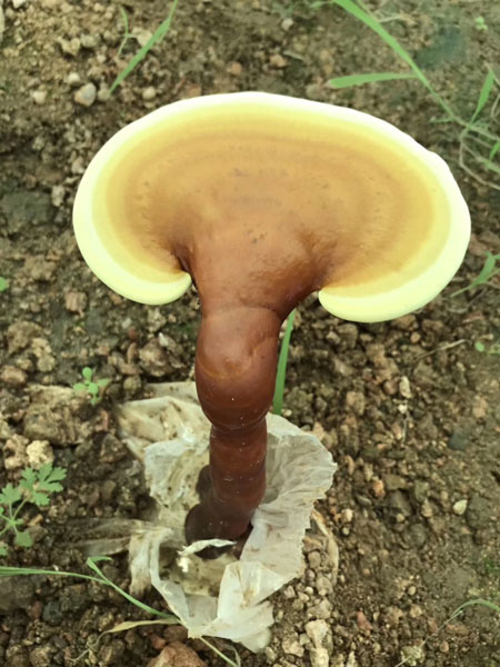 靈芝雖好，盡量不要和它們不能一起使用