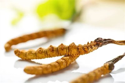 冬蟲夏草菌絲體，蟲草健康養(yǎng)生新時(shí)代